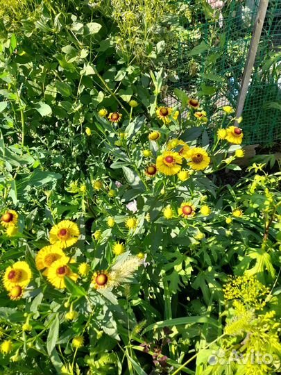 Многолетние садовые цветы