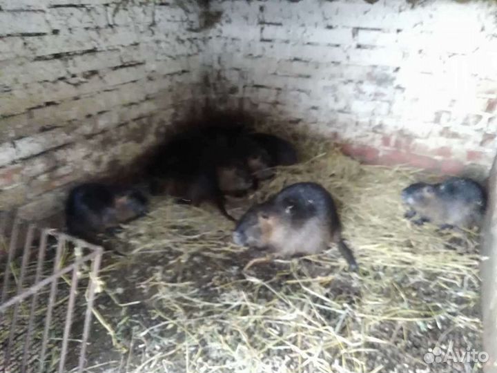 Продам нутрий