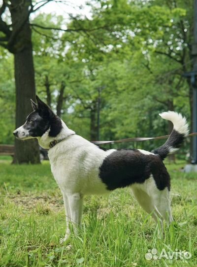 Собака из приюта