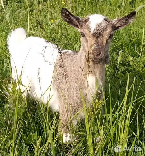 Карликовые камерунские козы(козлята)