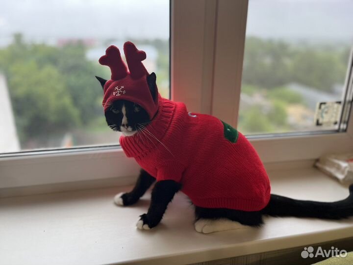 Костюм новогодний для кота/кошки/маленькой собачки