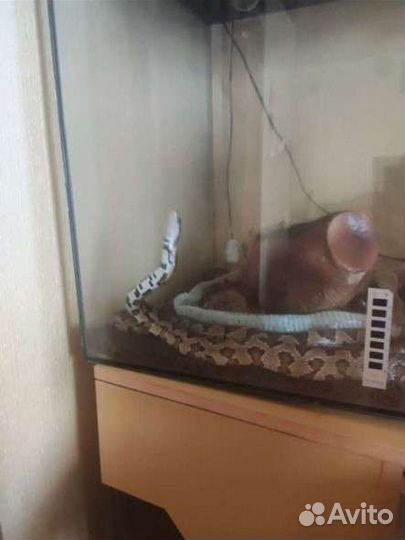 Змея, маисовый полоз