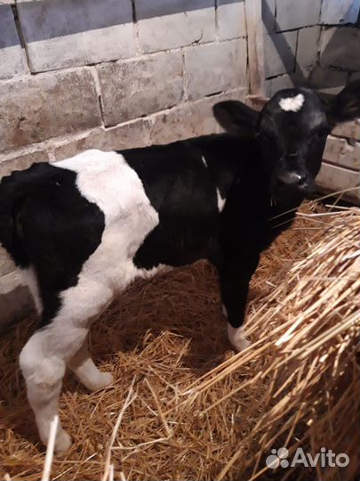 Тёлочка голштинка