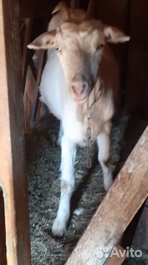 Зааненские козы дойные