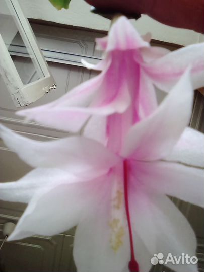 Декабрист (шлюмбергер)