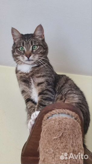 Зеленоглазая красавица в добрые руки