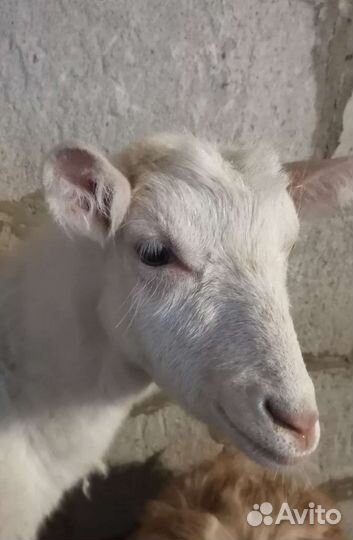 Мясо Кролика, Молоко козье, Мёд