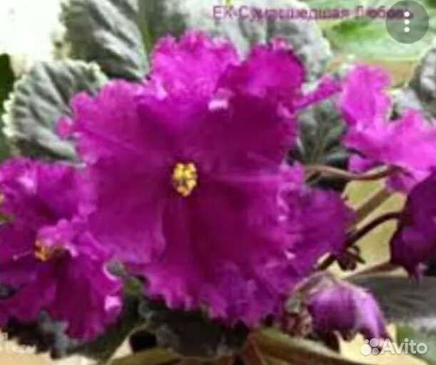 Фиалки сортовые