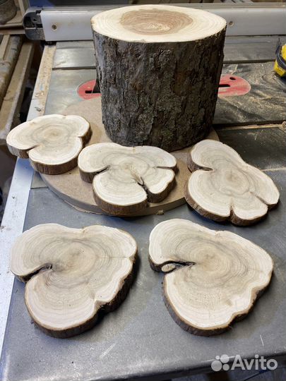 Спилы деревьев можжевельник,дуб,тополь