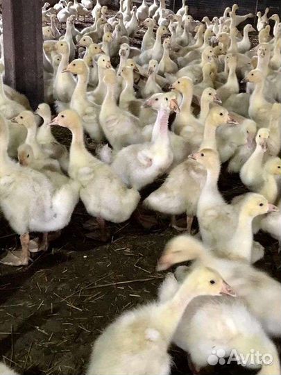 Гусята линда чистокровная и Ваньси