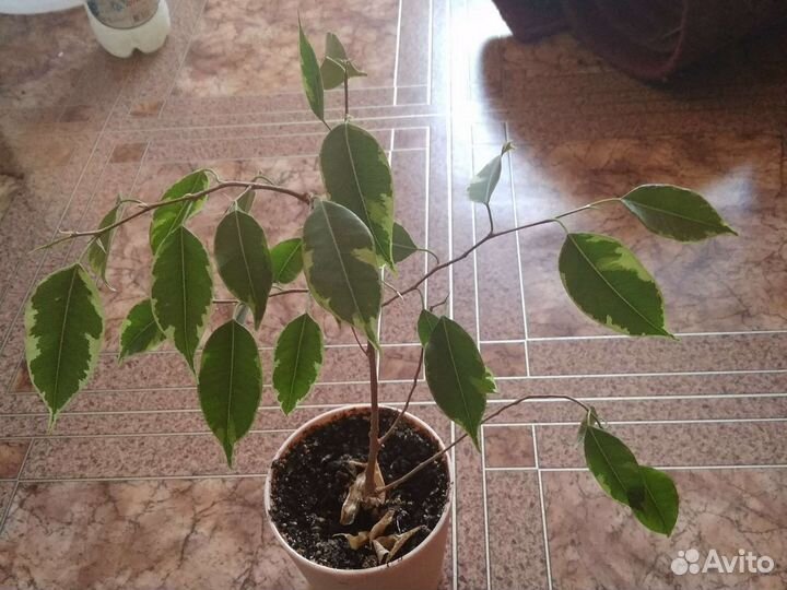 Фикус бенджамина кинки