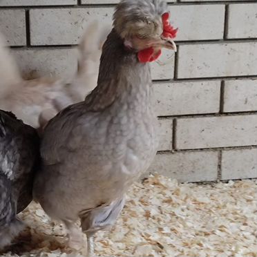 Инкубационное яйцо кур породы Русская хохлатая