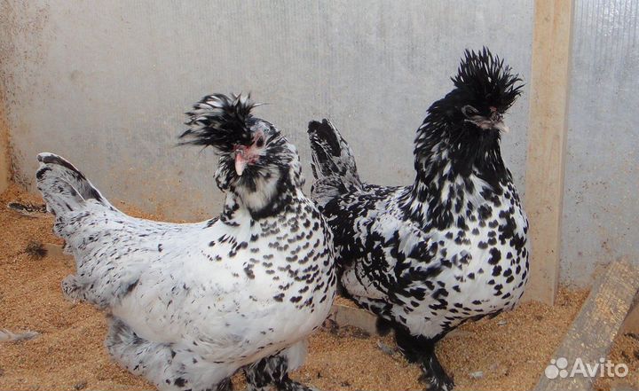 Инкубационное яйцо