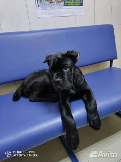 Щенки кане Корсо