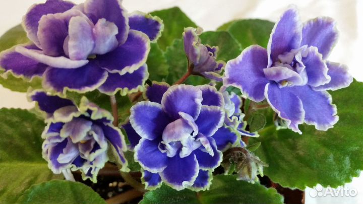 Хирита и фиалки