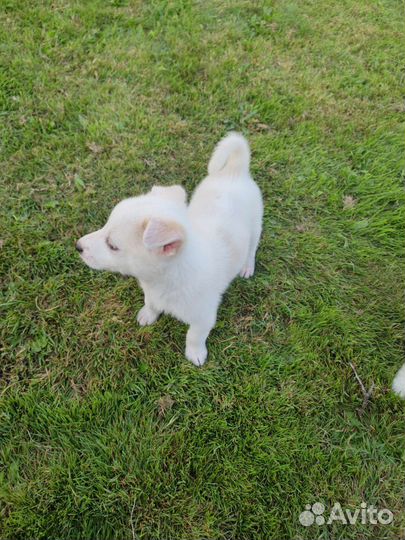 Маленькие собачки щенята