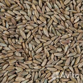 Зерно рожь, пшеница