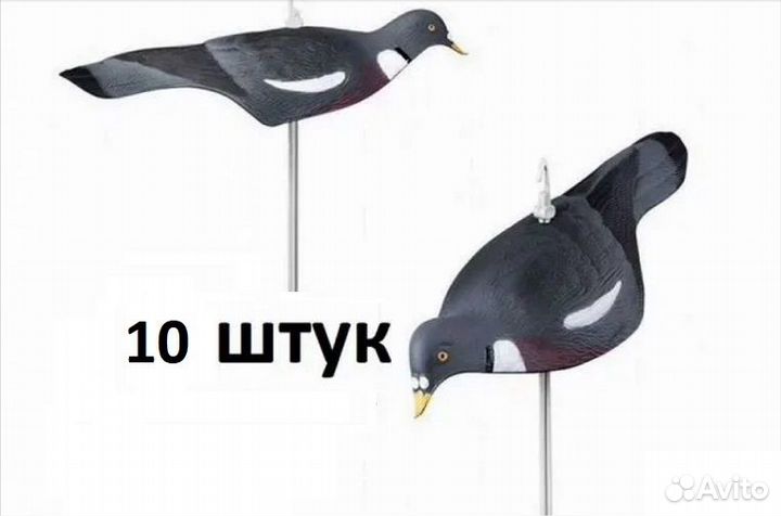 Скорлупки голубей вяхирь 10шт