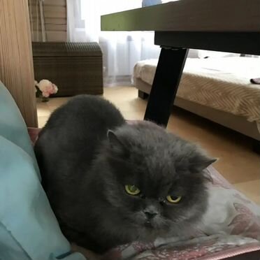 Британская длинношёрстная, взрослая кошка