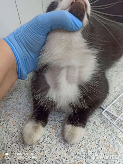 Кошка ищет дом