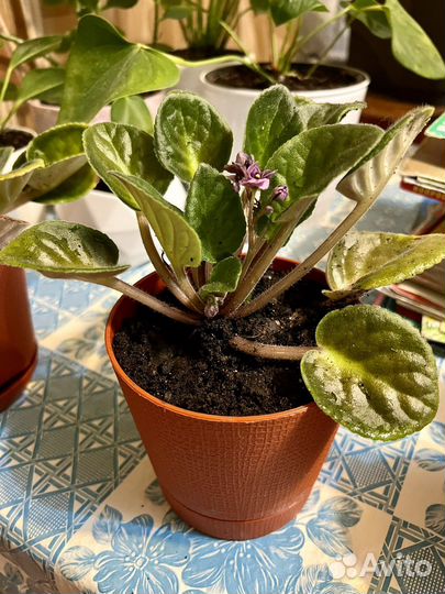 Фиалка фиолетовая