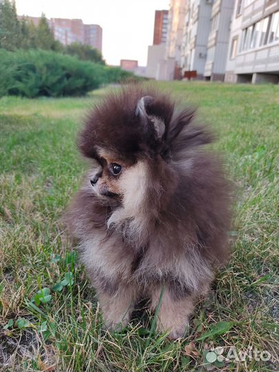 Девочка микро померанский шпиц 3 месяца РКФ