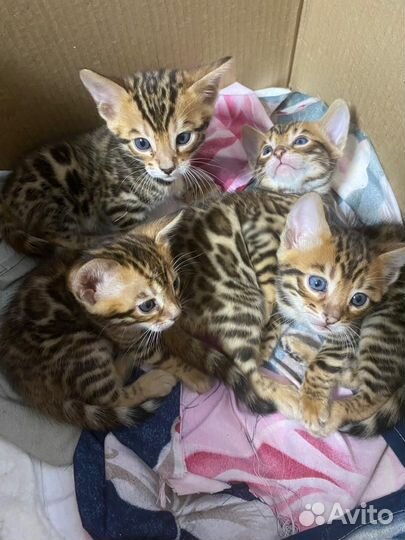 Бенгальские котята