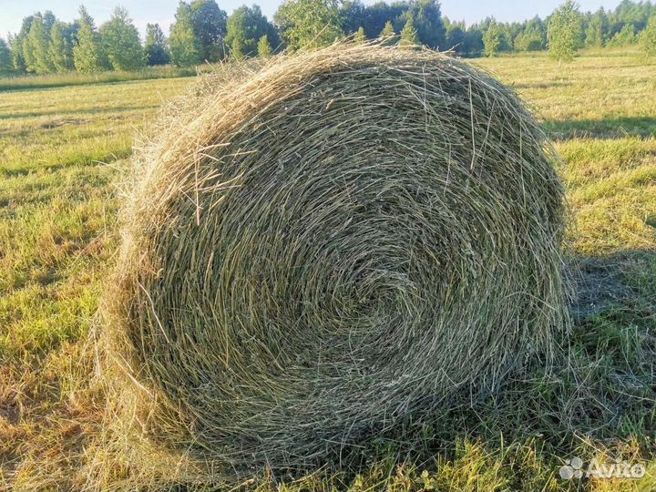 Сено в рулонах
