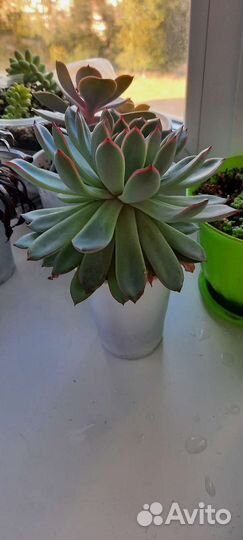 Комнатные цветы