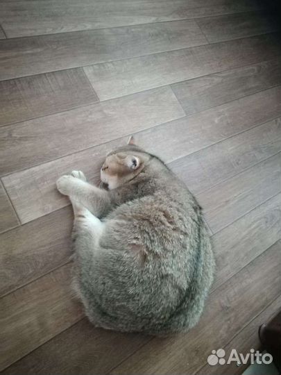 Отдам кошку