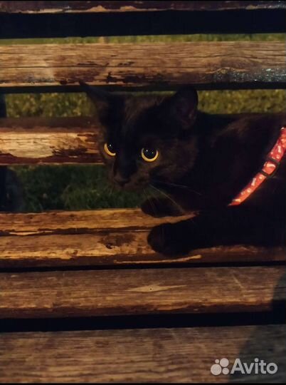 Домашние животные бесплатно кошки