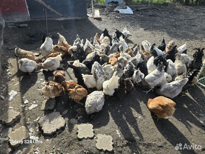 Куры, утки, индюки, гуси