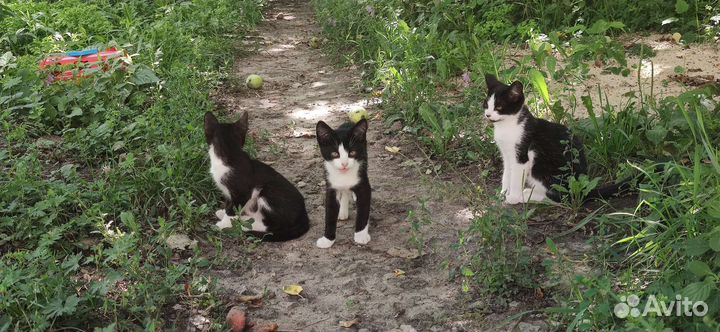 Котята в добрые руки бесплатно