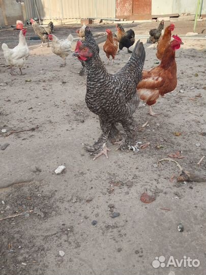 Петушки доминанты