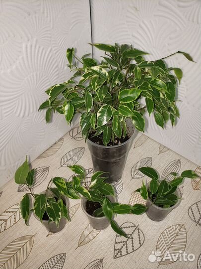 Фикус бенджамина