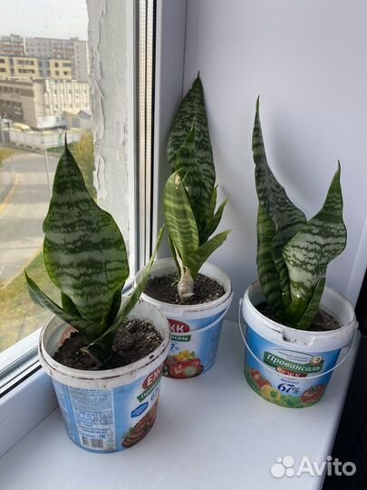 Сансевиерия