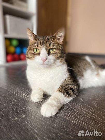 Передержка для кошек