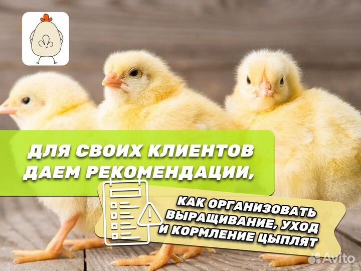 Суточные цыплята бройлеры с доставкой