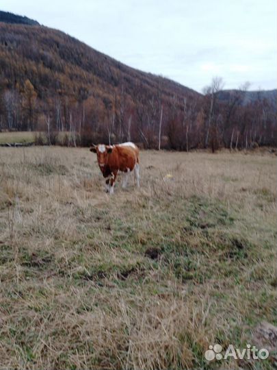 Продам крс
