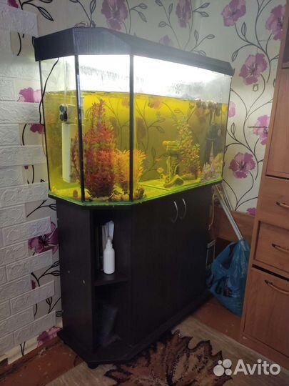 Рыба и аквариум