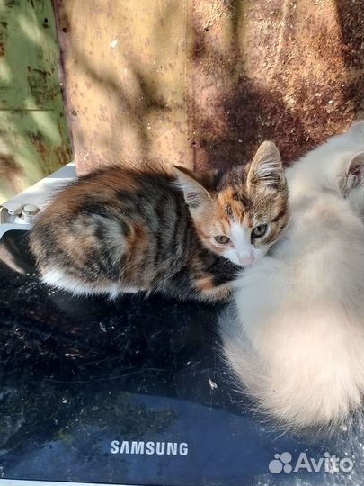 Котята в добрые руки бесплатно