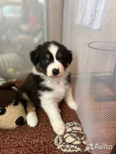 Щенки аусси