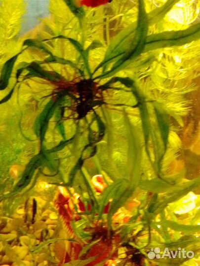 Аквариумные рыбки и растения