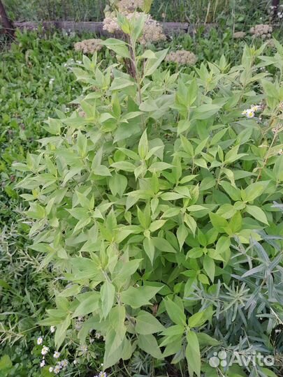 Цветы и овощи по 50: топинамбур, чабрец, ромашки