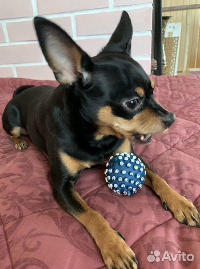 Передержка собак (частный дом)