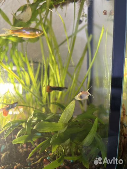 Улитка ампулярия