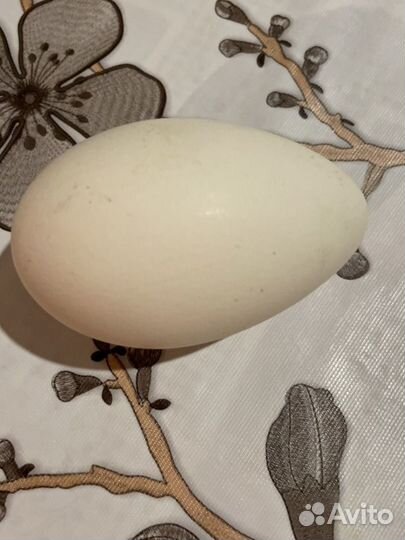 Инкубационное гусиное яйцо