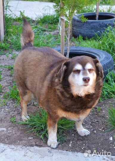 Собака в добрые руки