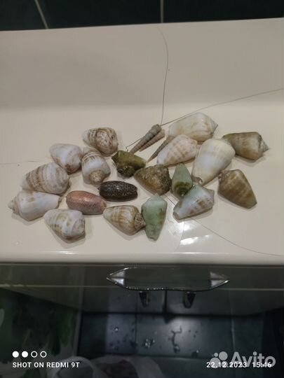 Ракушки с индийский океан за все