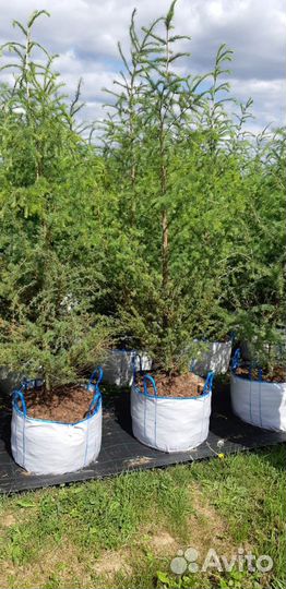 Лиственница европейская 2-3 м